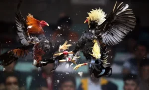 Bật Mí Cách Chơi Đá Gà Sabong Tại New88 Luôn Thắng Từ Chuyên Gia