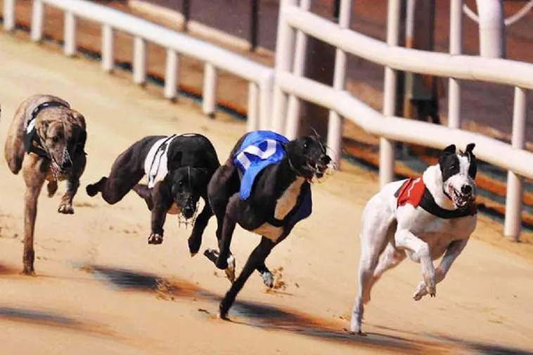 Bí Kíp Cách Chơi Game Nhanh Đua Chó Tại New88 Thắng Đậm