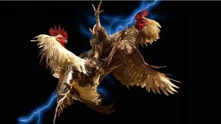 Cùng Khám Phá Thế Giới Đá Gà New88 Vô Cùng Hấp Dẫn