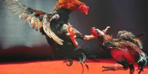 Hướng Dẫn Cách Chơi Đá Gà WS168 Tại New88 Cho Kê Thủ